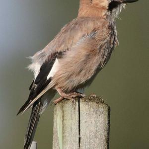 Eurasian Jay