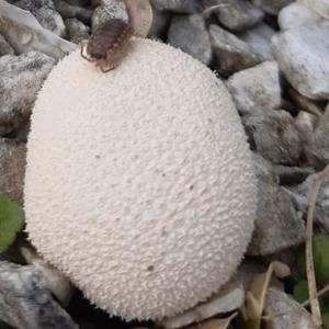 Pestle-shaped Puffball