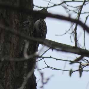 Eurasian Treecreeper