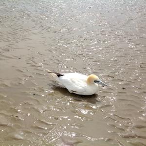 Northern Gannet