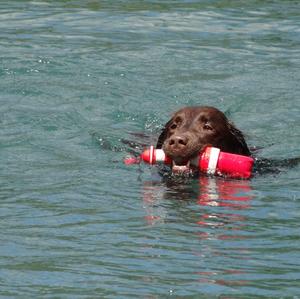 Retriever (Labrador)