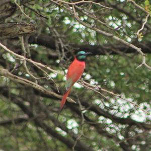 Southern Carmine Bee-eater