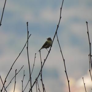 Willow Warbler