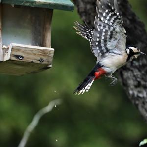 Great Spotted Woodpecker