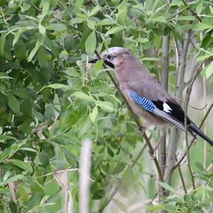 Eurasian Jay