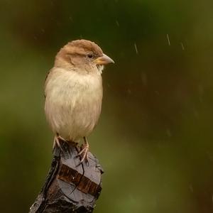 House Sparrow