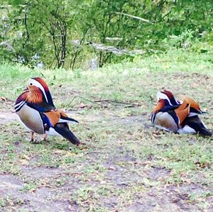 Mandarin Duck