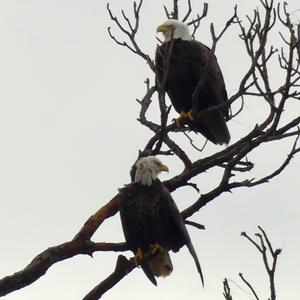 Bald Eagle