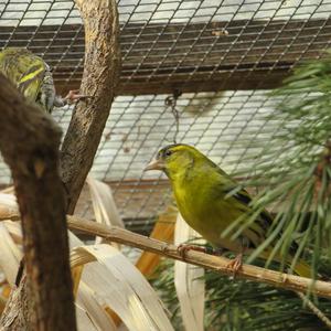 Eurasian Siskin