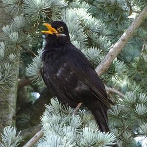 Eurasian Blackbird