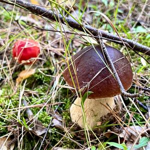 King Bolete