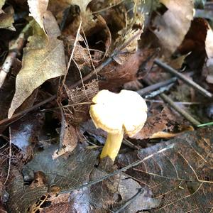 Chanterelle, Common