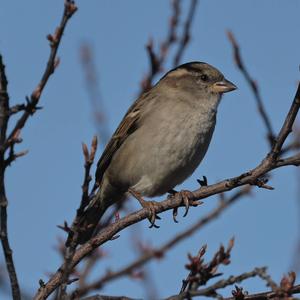 House Sparrow