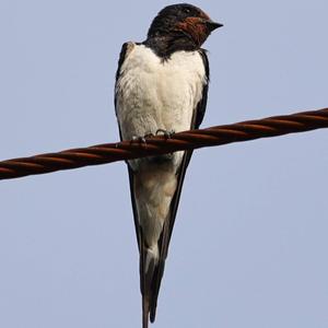 Barn Swallow