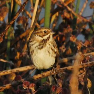 Reed Bunting