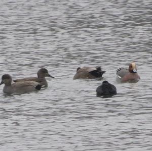 Eurasian Wigeon