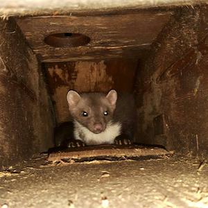 Beech Marten