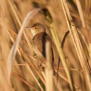 Eurasian Reed-warbler