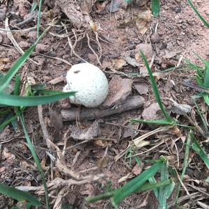 Gem-studded Puffball