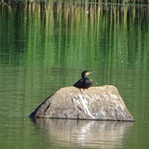 Great Cormorant