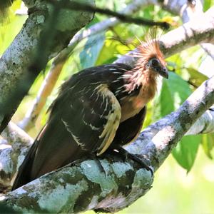 Hoatzin