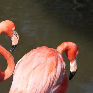 Greater Flamingo