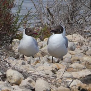 Black-headed Gull