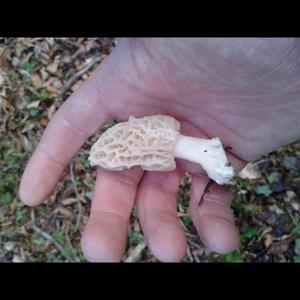 Black Morel