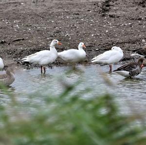 Greylag Goose