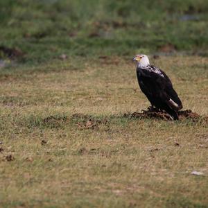 Tawny Eagle