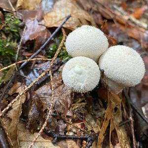 Gem-studded Puffball