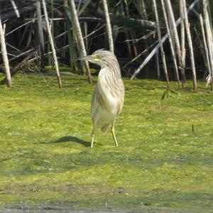 Squacco Heron