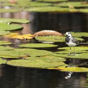 White Wagtail