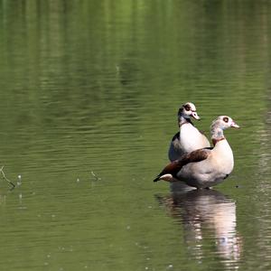 Nilgans