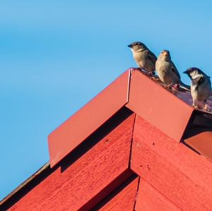 House Sparrow