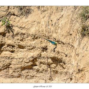 European Bee-eater