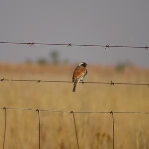 Cape Sparrow