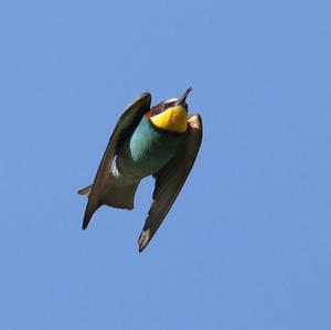 European Bee-eater