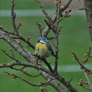 Blue Tit