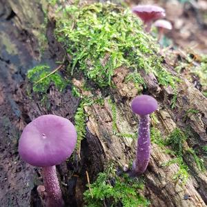 Amethyst Deceiver