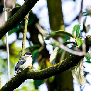 Great Tit