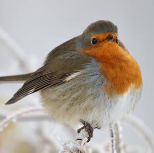 European Robin