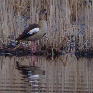 Egyptian Goose