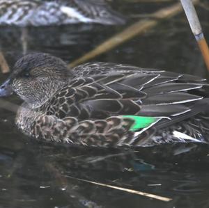 Common Teal