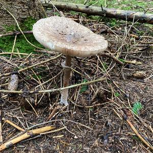 Parasol Mushroom