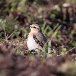 Northern Wheatear