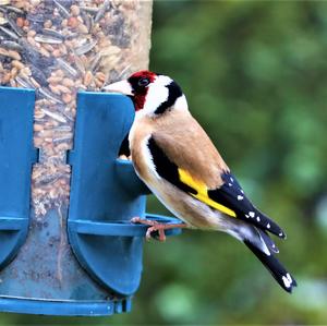 European Goldfinch