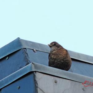 Ring Ouzel