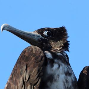 Magnificent Frigatebird