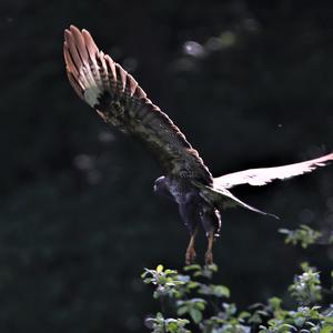 Common Buzzard